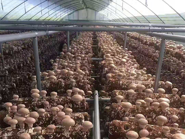 香菇大棚-香菇钢架大棚