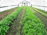 蔬菜温室大棚-种植大棚