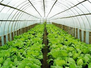农业蔬菜温室大棚